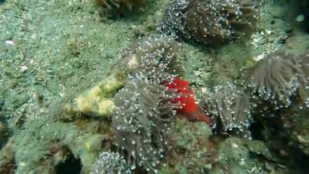 Räuberische Seeanemone Auf Einem Korallenriff Meeresboden Der Sich Der Starken — Stockvideo