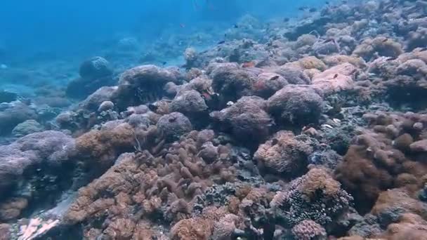 Mercan Üçgeninde Deniz Şakayıklarıyla Kaplı Güzel Sağlıklı Bir Mercan Resifinin — Stok video