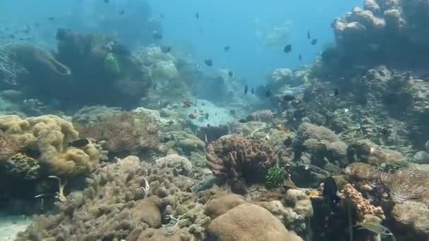 Magiczny Podwodny Świat Nurkowanie Nad Rafą Koralową Ławicami Różnych Kolorowych — Wideo stockowe