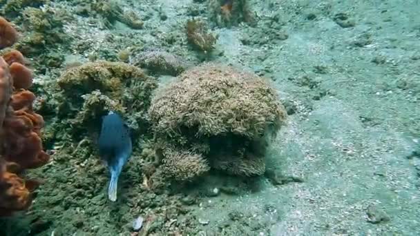 Grande Pesce Palla Nero Che Nuota Alla Deriva Anemone Marino — Video Stock