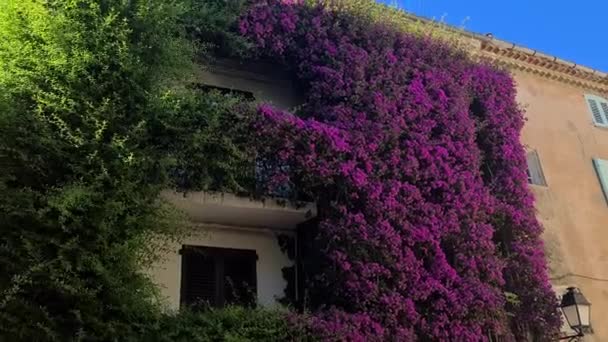 Сен Тропе Франция Зеленые Фиолетовые Розовые Насаждения Фасаде Старого Дома — стоковое видео