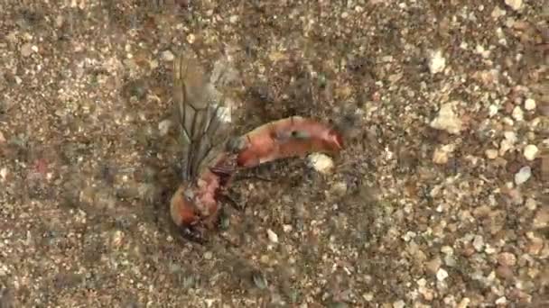 Mravenci Přetahování Mrtvý Řidič Mravenec Pes Zemi Africké Savanna Zblízka — Stock video