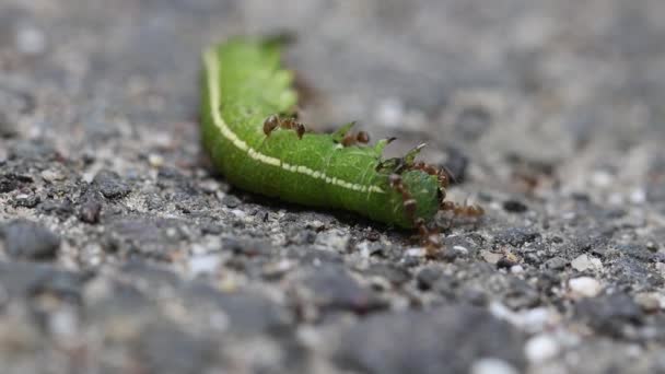 Myror Som Täcker Larv Och Försöker Dra Den Tillbaka Till — Stockvideo