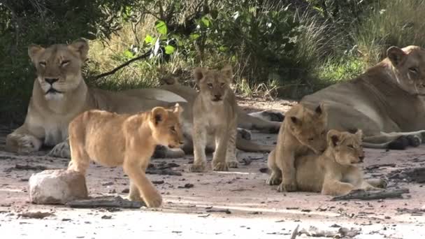 León Cachorros Leonas Sombra Árbol Familia Animales Silvestres Reserva Protegida — Vídeos de Stock