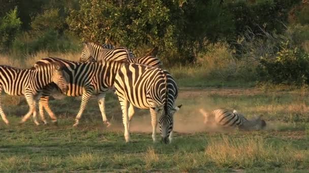 保護された自然保護区の野生動物であるアフリカのサバンナで他の食べる草の間のZebra Dust浴 — ストック動画