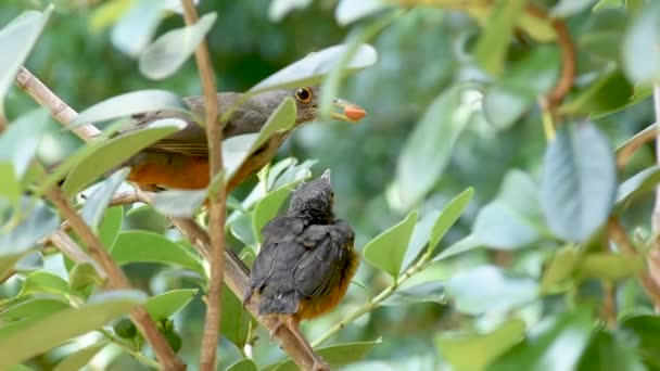 Rotbauchdrossel Füttert Jungvogel Außerhalb Des Nestes — Stockvideo