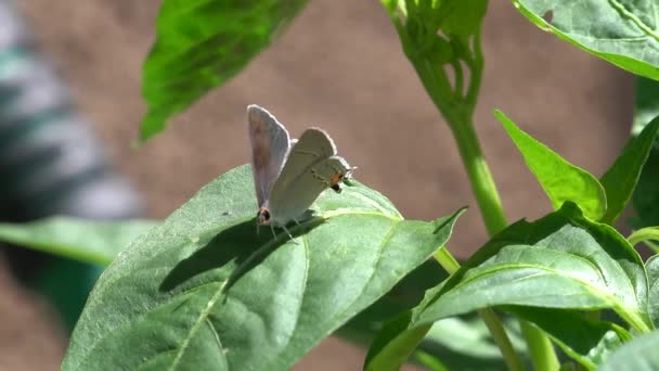 Haarsträhnen Schmetterling Hautnah — Stockvideo