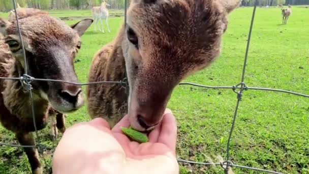 Visitor Hand Feeding Petting Young Sheep Goats Wire Fence Dierentuin — Stockvideo