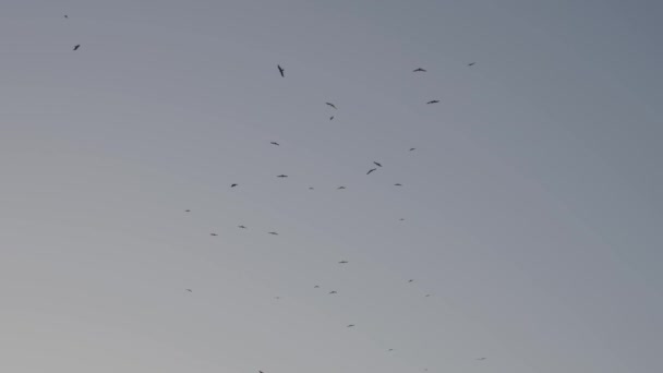 Las Águilas Acuden Masa Cielo Mumbai India — Vídeo de stock