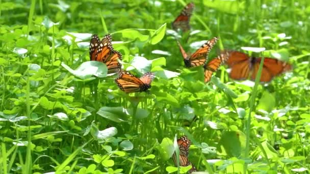 Monarch Butterflies Warm Wings Fly — стоковое видео