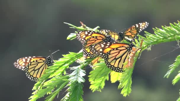 太陽の下でモナーク蝶の羽 — ストック動画