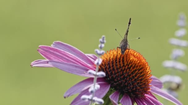 Piccole Ali Apertura Tartaruga Butterfly Purple Coneflower Macro Sparato Dietro — Video Stock