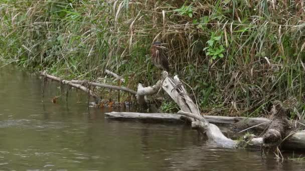 Een Prachtige Groene Reiger Jaagt Langs Beboste Wateren Kikkers Ongewervelden — Stockvideo