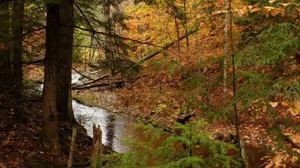 Riacho Floresta Outono Corre Calmamente Através Vale Estreito Uma Floresta — Vídeo de Stock