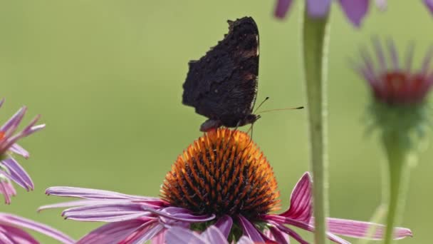 Rode Admiraal Vlinder Nippend Nectar Van Purple Coneflower Macro — Stockvideo