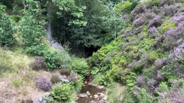 Petit Ruisseau Traversant Lande Avec Bruyère Arbres Fougères Balançant Doucement — Video