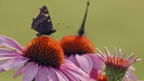 Dua Kupu Kupu Makan Nectar Dari Purple Coneflower Macro — Stok Video