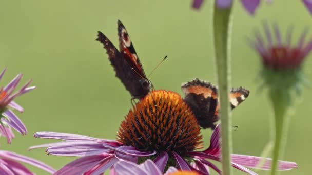 紫の花からヨーロッパの孔雀蝶ネクターを出荷し 他の蝶が離陸しながら マクロ — ストック動画
