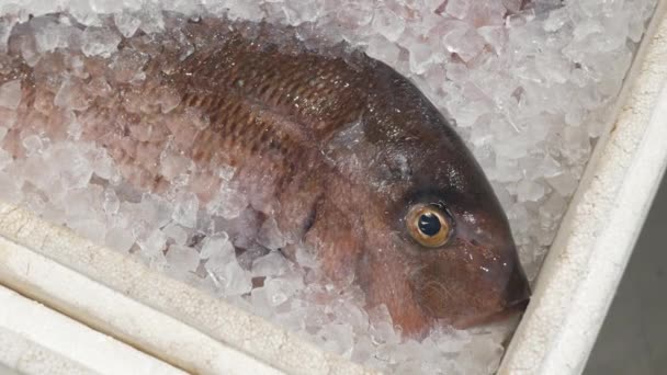 食料品スーパーの氷の上の新鮮な生魚 氷の上の冷たい鮮度の魚 — ストック動画