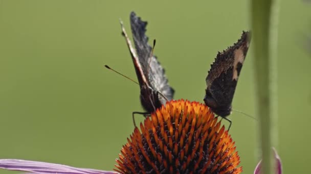 Dva Motýli Pojídající Nectar Fialového Zavařovače Makro Motýl Otevírá Křídla — Stock video