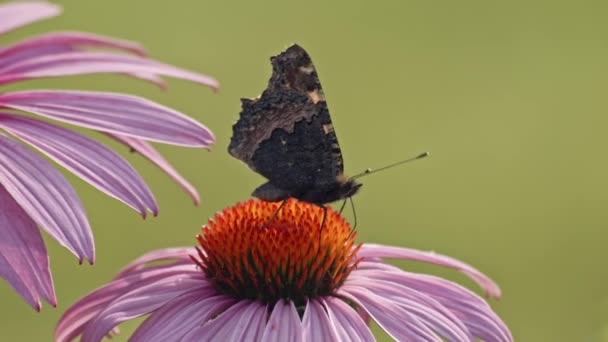 Small Tortoiseshell Butterfly Sipping Nectar Purple Coneflower Macro Side View — Stock Video