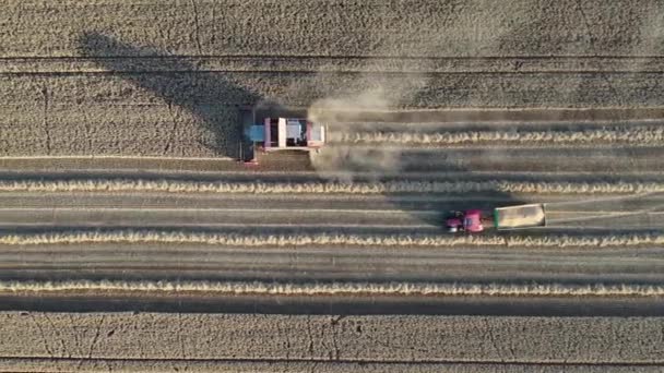 Pohled Shora Dolů Sklizeň Zrn Koš Traktorem Pšeničné Plantáži High — Stock video