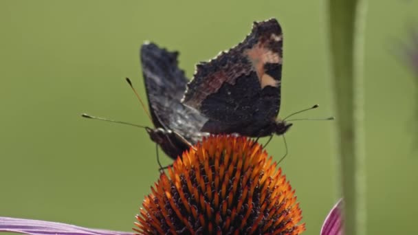 Två Fjärilar Pollinerar Purple Coneflower Makro — Stockvideo
