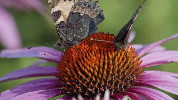 Dva Motýli Krmící Nectar Purple Coneflower Makro Záběr — Stock video