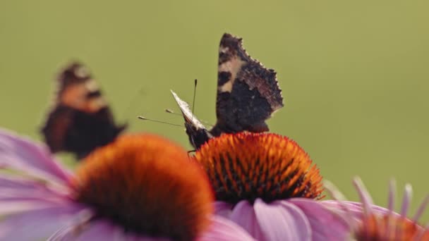 Tre Farfalle Che Impollinano Coneflowers Viola Macro — Video Stock