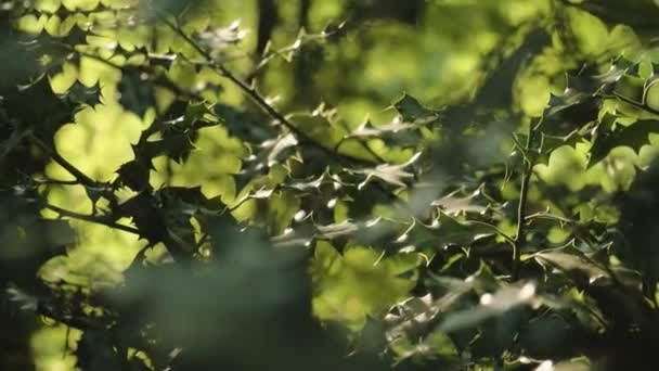 Scena Tranquilla Foglie Verdi Poinsettia Illuminate Dalla Luce Solare Naturale — Video Stock