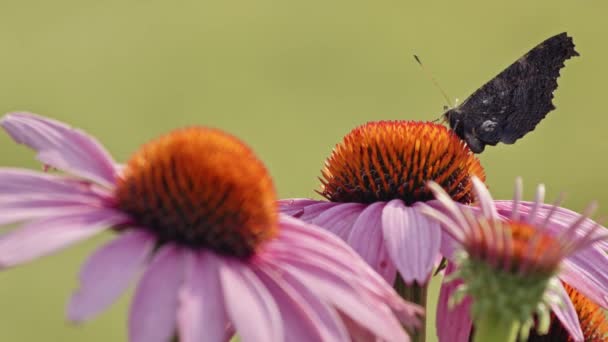 紫色の花から蜜を食べる小さな亀甲蝶 マクロ サイドビュー — ストック動画