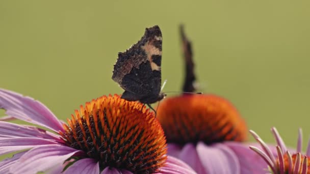 Две Бабочки Питающиеся Нектаром Фиолетовом Конфлоуэре Макростатический Выстрел — стоковое видео