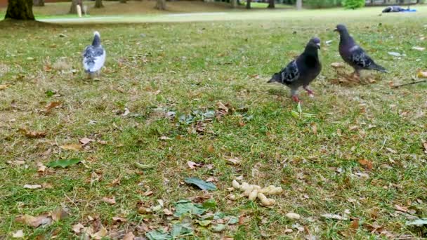 Голуби Пытаются Украсть Арахис Площади Парке Осенью — стоковое видео