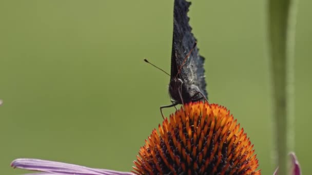 Small Tortoiseshell Butterfly Sucking Nectar Purple Coneflower Macro Front View — Stock Video