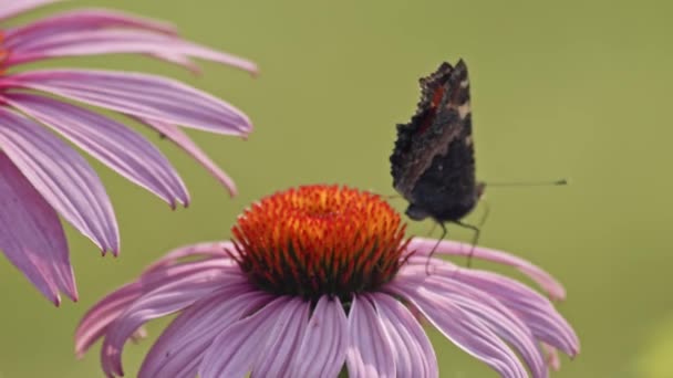 Borboleta Tartaruga Pequena Decola Coneflower Roxo Macro — Vídeo de Stock