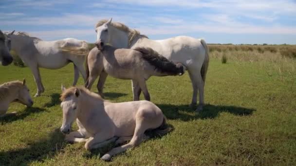 Troupeau Chevaux Avec Bébé Cheval Buvant Lait Mère — Video