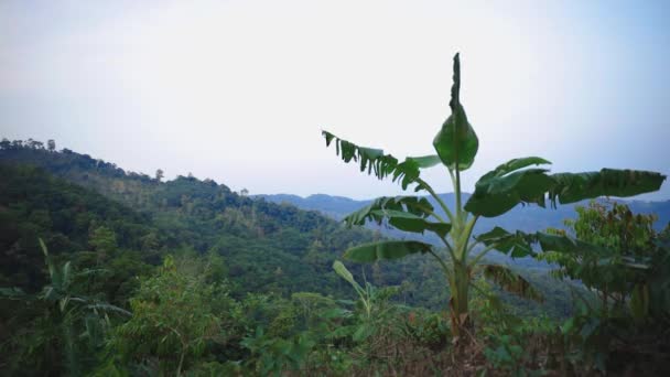 Vue Verrouillée Sur Les Montagnes Tropicales Verdoyantes Samui Thaïlande — Video