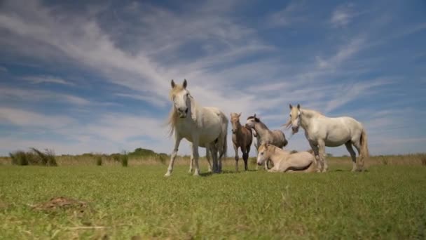 Sekelompok Kuda Liar Saling Melindungi Satu Sama Lain Lapangan Perancis — Stok Video