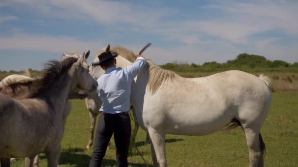 Cowboy Colocando Uma Fita Potro Torno Cavalo Branco Seu Pescoço — Vídeo de Stock