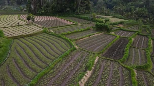 Drone View Paddy Fields Agricultural Land Rice Terraces Bali — Stock Video