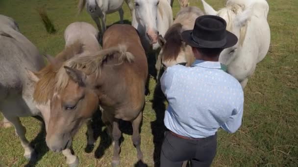 Homme Nourrissant Troupeau Chevaux — Video