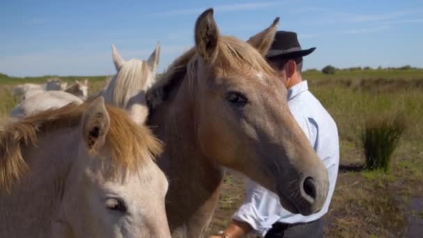 Cowboy Feliz Com Seu Rebanho Cavalos Sul França — Vídeo de Stock