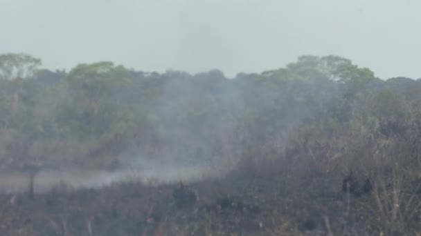 Wildbranden Veroorzaakt Door Ontbossing Vernietigen Het Amazone Regenwoud — Stockvideo