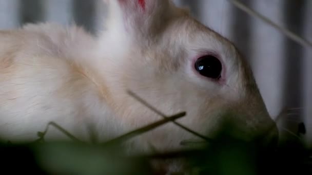 Conejo Doméstico Blanco Aviario Cerca — Vídeo de stock