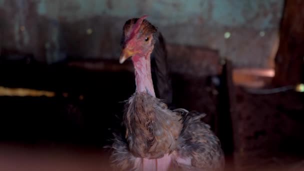 Gallina Con Nudo Collo Primo Piano — Video Stock