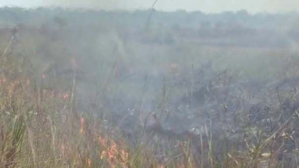 地球温暖化による干ばつからの乾燥したブラシはアマゾン熱帯雨林の野火につながります — ストック動画