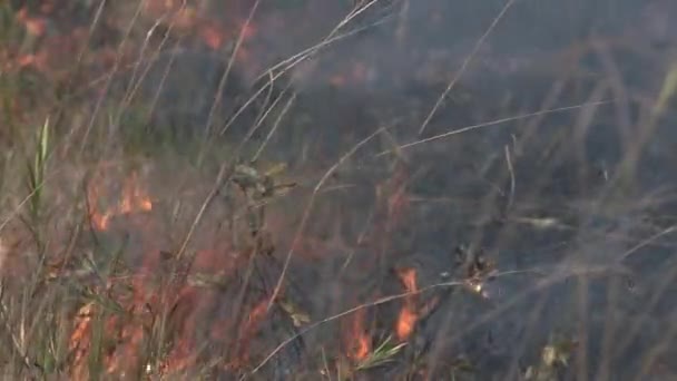Кисть Пожары Тропических Лесах Амазонки Вызванные Обезлесения Изолированные — стоковое видео