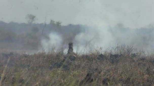 Ciepło Dym Pożarów Pędzli Amazońskim Lesie Deszczowym Globalne Ocieplenie Wylesianie — Wideo stockowe
