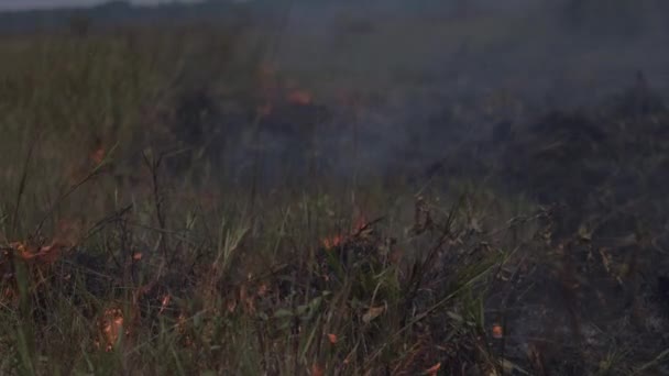 Vuren Vernietigen Het Amazone Regenwoud Omdat Ontbossing Droogte Veroorzaakt — Stockvideo