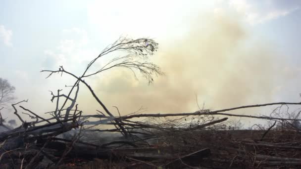 Aumenta Humo Los Incendios Forestales Selva Amazónica Debido Calentamiento Global — Vídeos de Stock